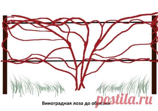 Как правильно обрезать виноград осенью и весной? | LS