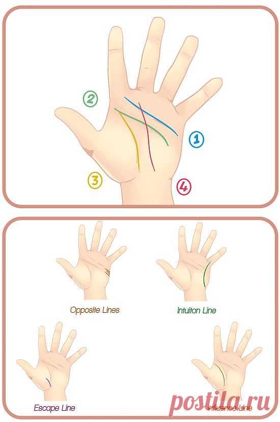Учимся читать линии на руках.