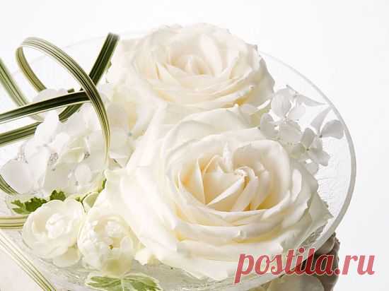 Картинка Розы в чашке » Розы » Цветы » Картинки 24 - скачать картинки бесплатно