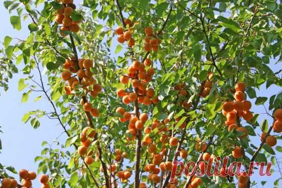 Сорт абрикоса Лель, описание, характеристика и отзывы, нюансы посадки и ухода за растением