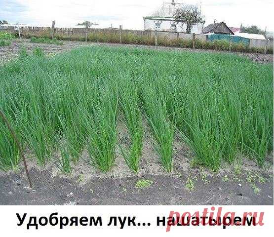 Удобряем лук... нашатырем