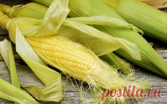 Кукуруза и кукурузные рыльца: лечебные свойства