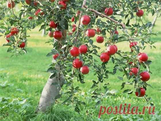 Как выбрать сорт и правильно посадить яблоню? | Хозяин и Хозяюшка