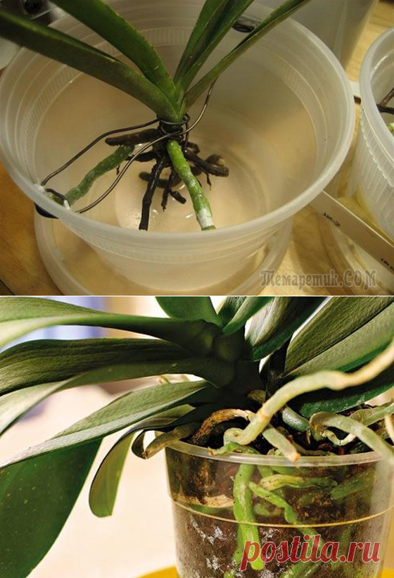Как реанимировать орхидею, если сгнили корни? Способы реанимации