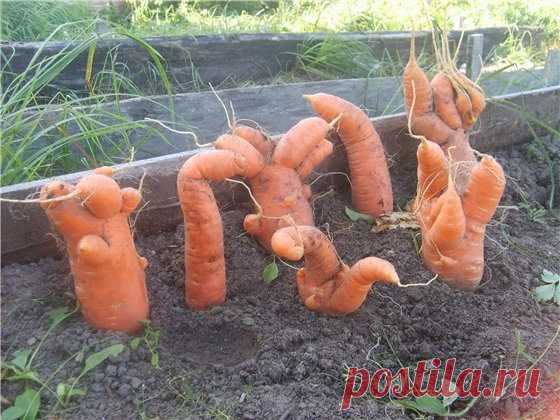 Приемы ухода за морковью — 6 соток