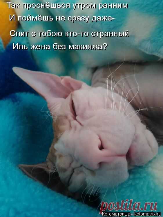 Котоматрица