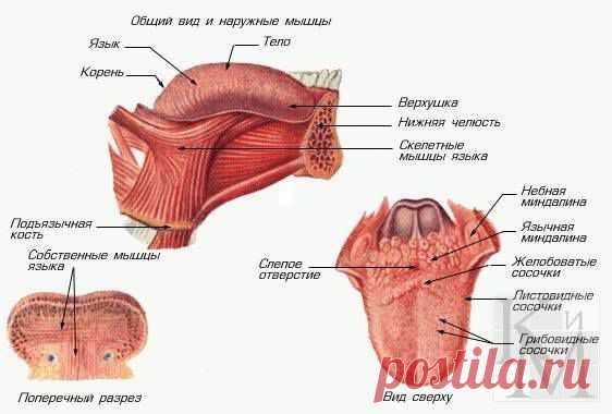 Фотографии Хроники - Здоровье: Секреты, рецепты и любовь