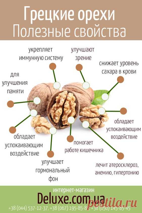 Полезные свойства грецкого ореха, применение и состав