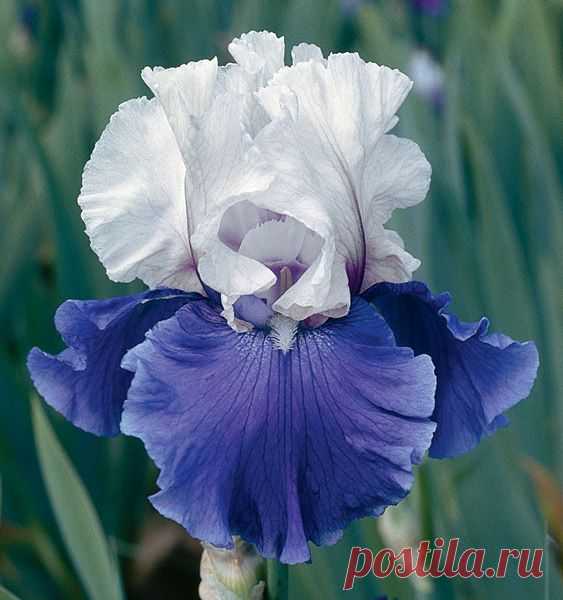 Mariposa Skies | Tall Bearded | Iris