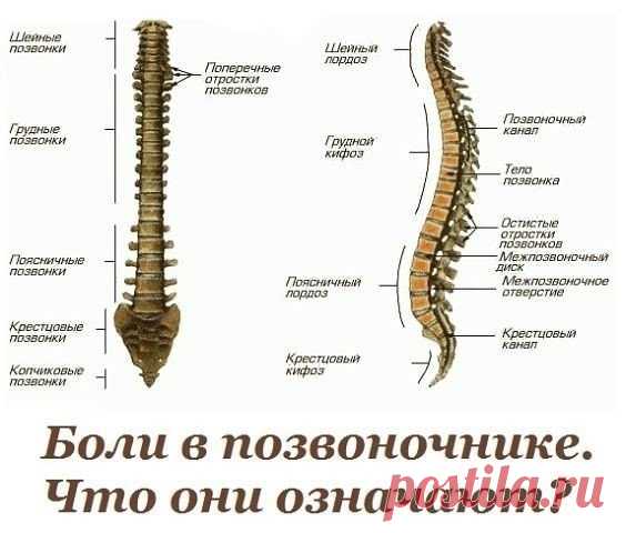 Жалобы при болях отдельных позвоночников и что это означает

Первый шейный позвонок (С 1, атлант): Головные боли, мигрень, ослабление памяти, хроническая усталость, головокружение, артериальная гипертензия, недостаточность мозгового кровообращения.

Второй шейный позвонок (С 2, осевой позвонок) ......читать далее

Воспалительные и застойные явления в придаточных пазухах носа, боли в области глаз, ослабление слуха, боли в ушах.

Третий шейный позвонок (С З)

Лицевые невралг...