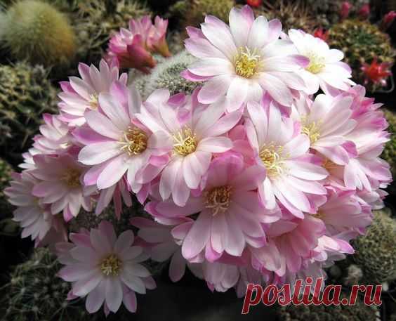 Rebutia narvaecensis  |  Pinterest • Всемирный каталог идей