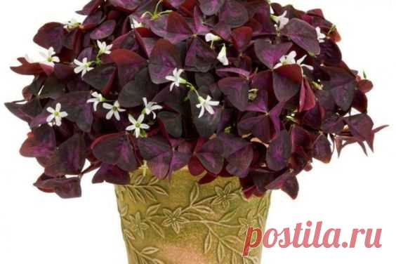 Цветок оксалис (кислица): посадка, выращивание и уход в домашних условиях, приметы и суеверия