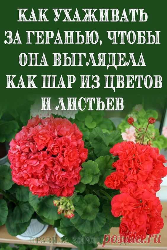 09.06.2022 - Хозяйки называют герань “простушкой“. Мол, привычное глазу растение, которое не требует особого ухода. И тем не менее шикарная герань с густыми листьями и цветами – большая редкость. Если у вашей “подопечной” два-три несуразных побега, а цветения вы редко дожидаетесь, этот материал для вас. Герань может разочаровывать,…