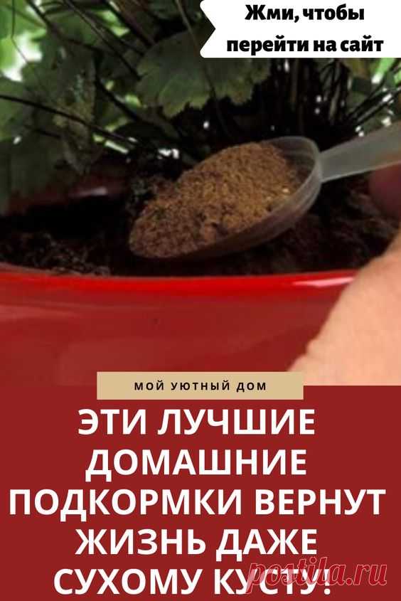 Растения, как все живые существа, нуждаются в систематическом поступлении питательных веществ, витаминов и минералов. Обитатели открытого грунта получают необходимые элементы из плодородного слоя почвы, дождевых грунтовых вод.