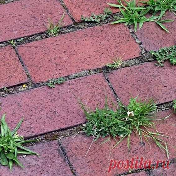 Photo by Дачный помощник on February 27, 2022. May be an image of grass and brick wall.