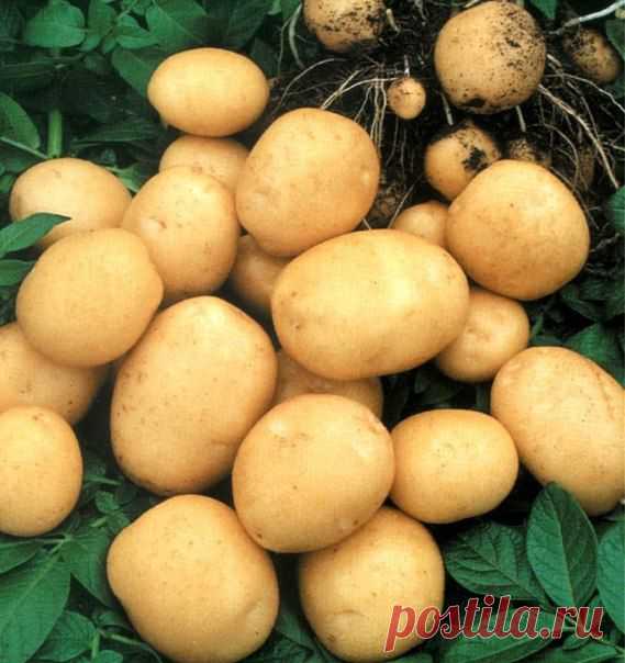 9 советов по выращиванию картофеля.
