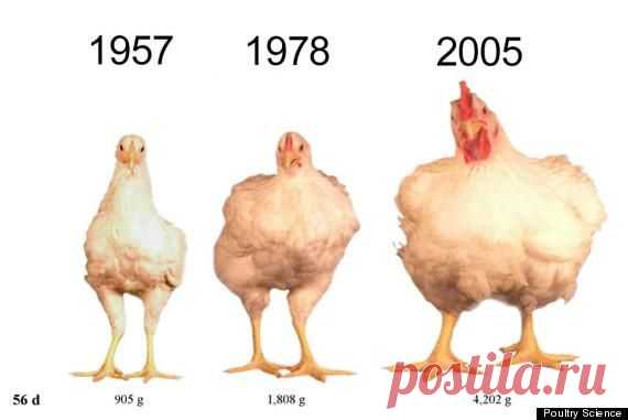 Стимуляторы роста против природы: курица в возрасте 56 дней в разные годы.