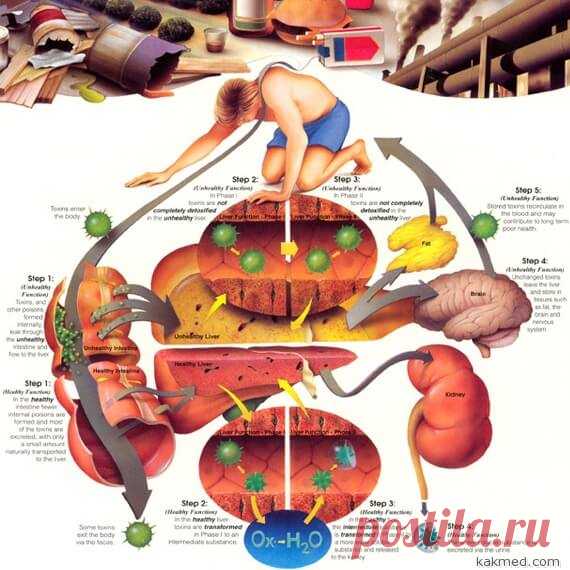 Шлаки в организме человека: мифы и реальность