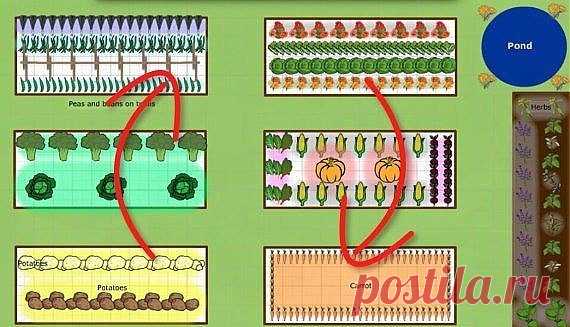 CЕВООБОРОТ. ЧЕРЕДОВАНИЕ ОВОЩЕЙ НА ГРЯДКАХ