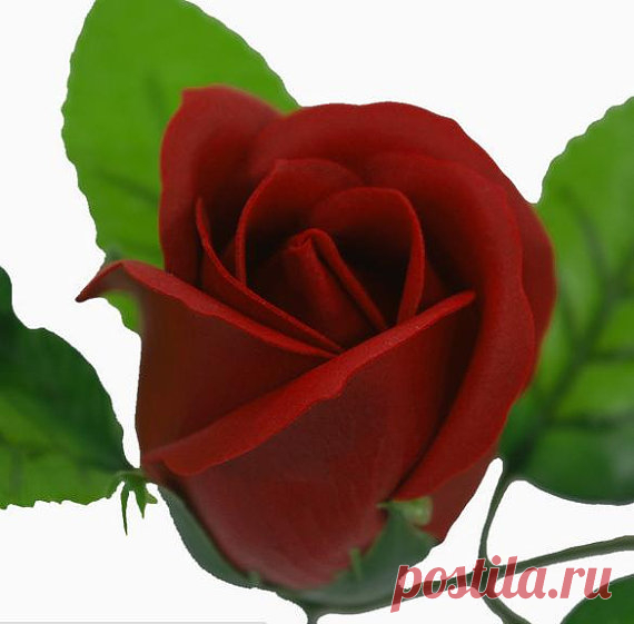 50 pcs SOAP bulk roses with beautiful scent!! wholesale flowers, flower soaps, artificial flowers, house decoration, rose soap, bathroom Before order, please read all the policy on our shop. Thank you. ------------------------------------------------------------------------------------ *Type of rose - BEST* *WHOLESALE / FREE SHIPPING!!* THE MOST POPULAR ITEMS... a box of 50 soap roses with beautiful scent!! You can create your own bunches, bouquets , in vases... and man...