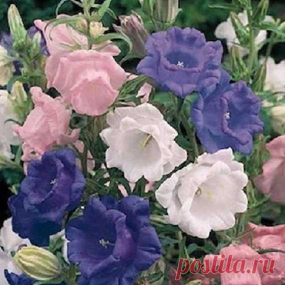 50+ Cup and Saucer Mix Campanula Canterbury Bells / Perennial Flower Seeds 50+ SEEDS...... EASY TO GROW EVERGREEN PERENNIAL. CAN BE SOWN INDOORS IN WINTER 6-10 WEEKS BEFORE YOUR REGIONS LAST FROST, TO BE TRANSPLANTED OUTSIDE IN SPRING. OR CAN BE SOWN DIRECTLY INTO THE GROUND IN SPRING, SUMMER OR FALL.CANTERBURY BELLS WERE SOME OF THE FIRST IMPORTED FLOWERS GROWN IN COLONIAL AMERICAN GARDENS. IN FACT, THEY DATE BACK TO MID-EVIL TIMES. THEY HAVE ALWAYS BEEN VALUED FOR THEIR ...