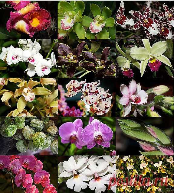 Орхидеи - очень популярные комнатные цветы, которые ценятся за красоту. Несмотря на расхожее мнение, они легко адаптируются и сегодня найдены практически на всех континентах, кроме Антарктиды. Их разнообразие цветов и форм просто поражает воображение и кажется, что они созданы руками человека, а не природой. Впрочем, некоторые виды орхидей действительно можно найти лишь на подоконниках любителей цветов или в оранжереях. Еще несколько веков назад эти цветы считались редкими и очень ценными.