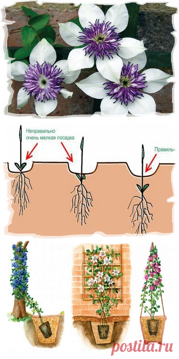 Все о клематисе | Мой хуторок