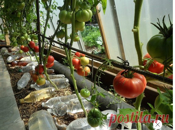 способ вырастить помидоры