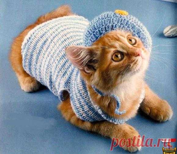 Вязаная одежда для кошек – костюм морячки