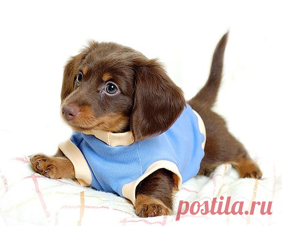 Dachshund Puppy Wearing a Sweater