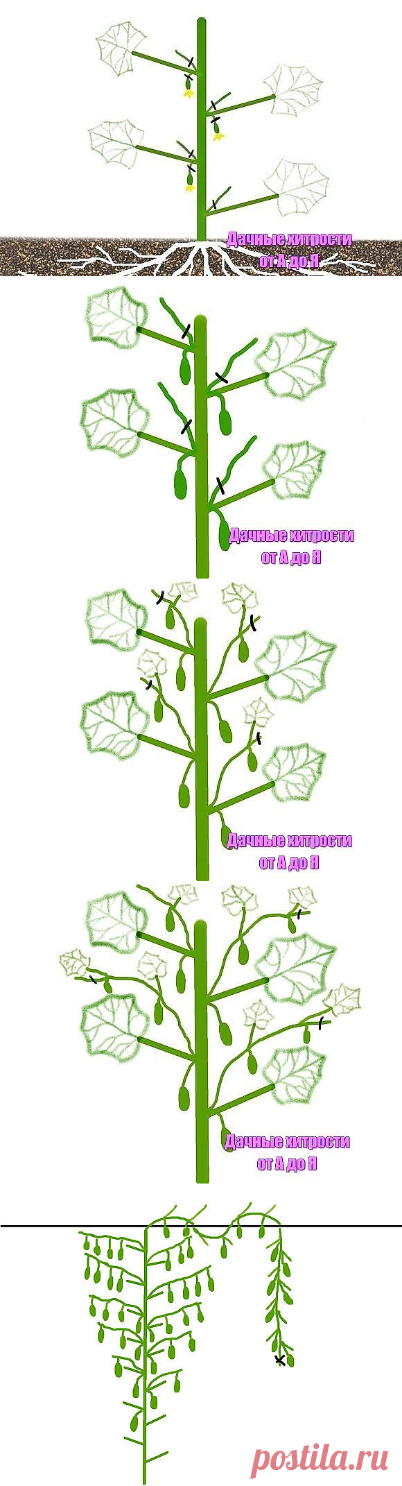 Формировка огурцов