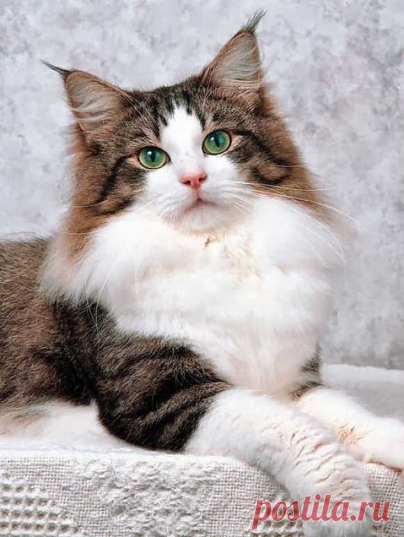 Norwegian Forest Cat History Click To Read | Cutest Paw