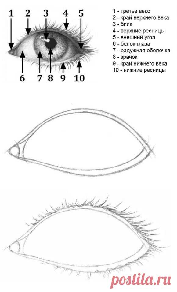 Как нарисовать глаза карандашом поэтапно