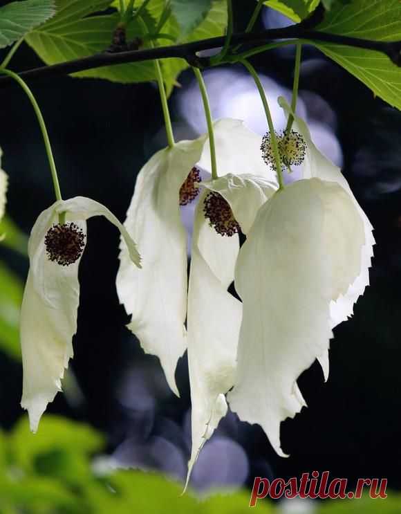 Davidia involucrata