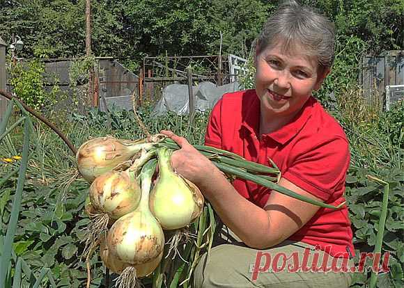 Луковое царство.