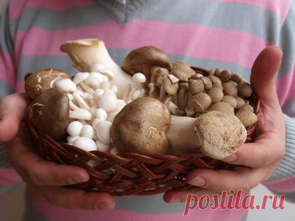 Как вырастить шампиньоны и вешенки :: как развести грибы вешанку или шампиньены :: Сад и огород :: KakProsto.ru: как просто сделать всё