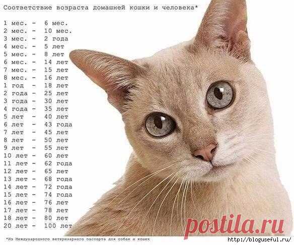 Сравнительная таблица определения соответствия возраста кошек и собак и человека