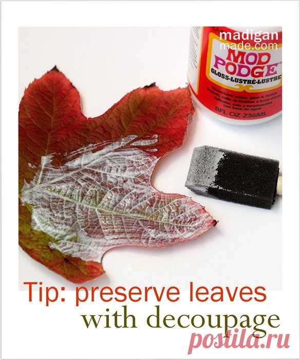 Три способа сохранить листья для осеннего декора