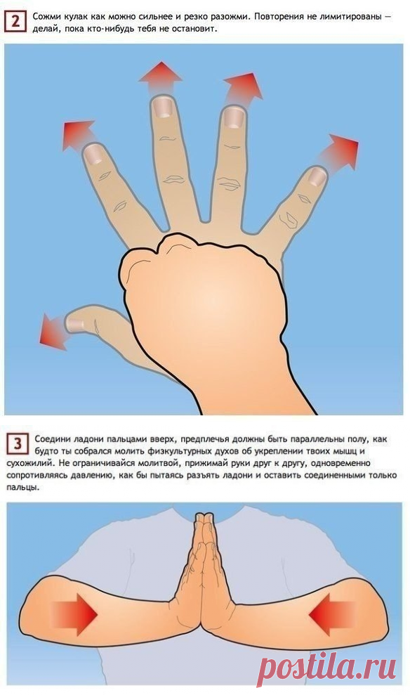 Простые упражнения, тренирующие все 27 мышц рук. - полезные советы