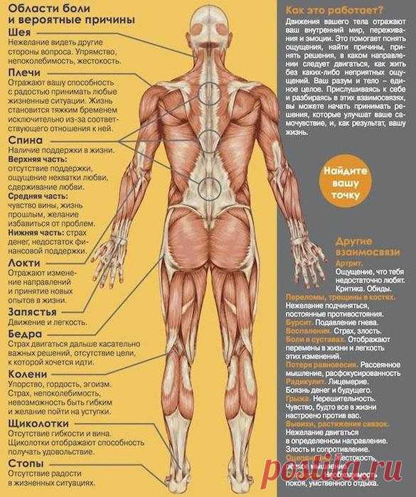 ПСИХОСОМАТИКА МЫШЕЧНЫХ СПАЗМОВ.