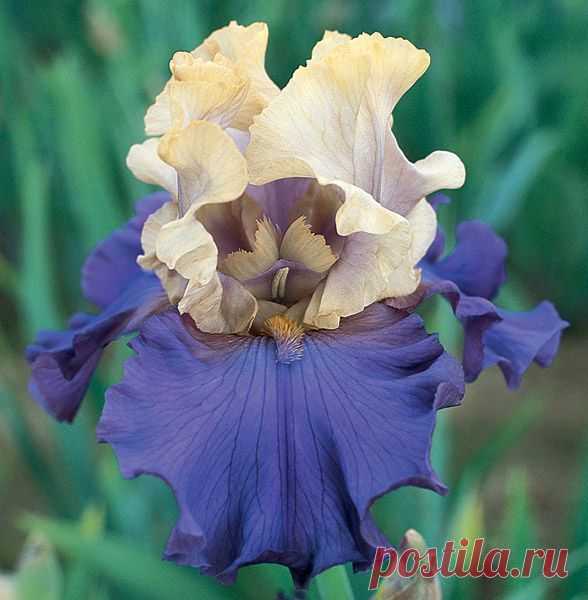 Recurring Delight | Lavender Iris | Painting inspiration