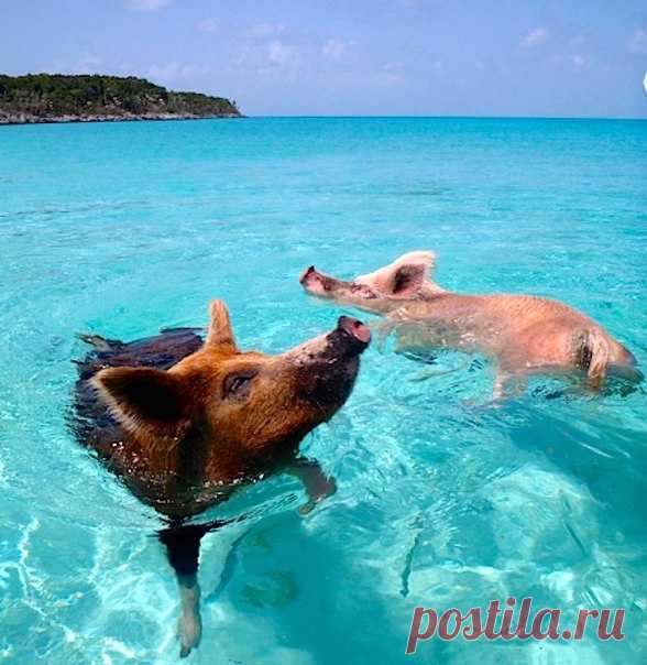 Тут можно целыми днями нежиться на пляже или купаться в лазурном океане. Тем и занимаются единственные хозяева этого райского острова – свиньи.