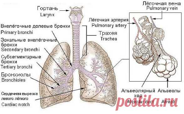 Сохраните, чтобы не потерять
СОВЕТ 1: Картофельные ростки способны вылечить астму и рак 
Сохрани у себя в ЗАМЕТКАХ, жми ПОДЕЛИТЬСЯ !!!
Рекомендуем вам ознакомиться со средством, которое способно излечить многие тяжелые заболевания и даже рак. 
В основе этого народного лекарства – картофельные ростки. Их надо измельчить, засыпать в какую-либо емкость и залить 96-градусным спиртом. Относительно коли