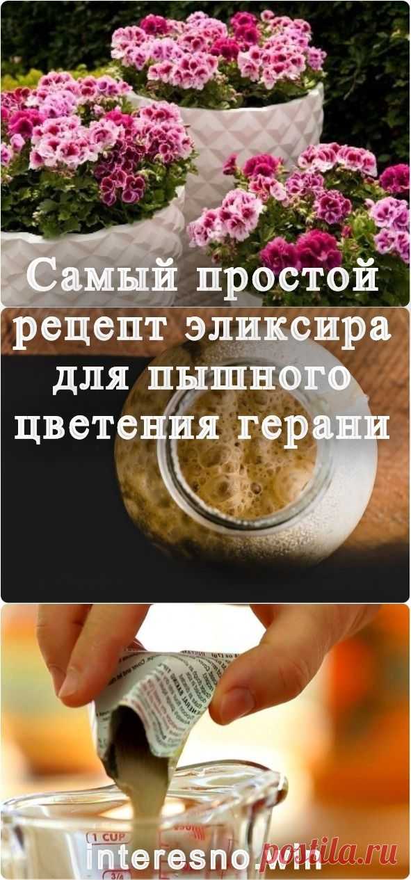 Самый простой рецепт эликсира для пышного цветения герани