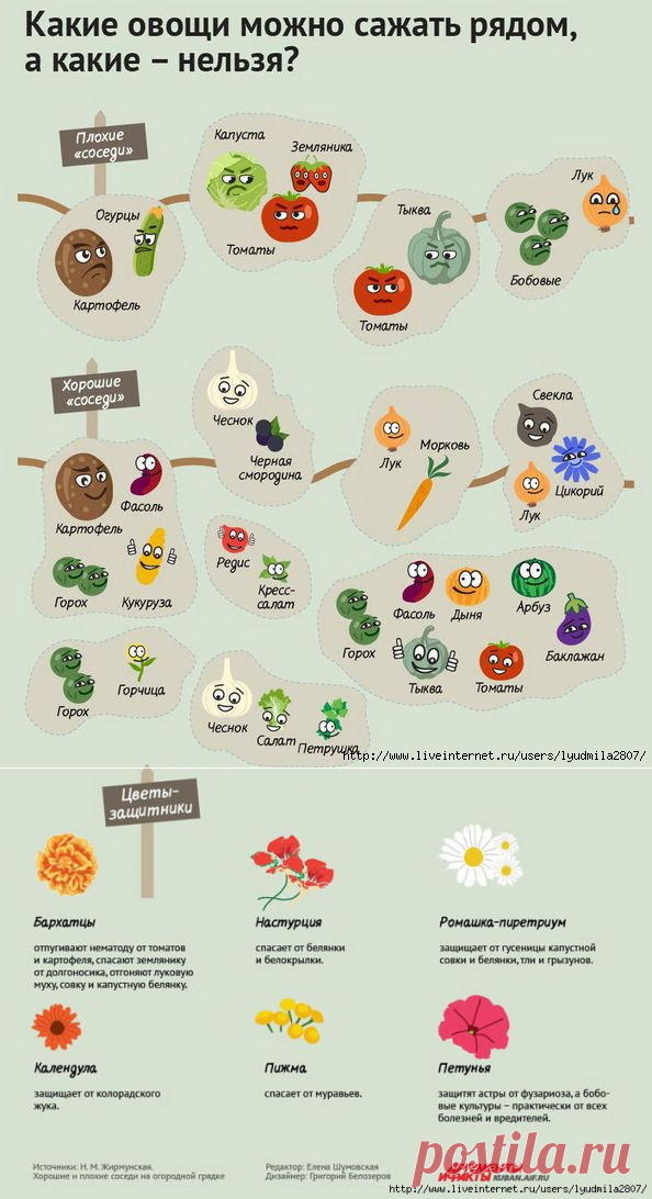 Порядок на грядках: какие растения несовместимы друг с другом. Инфографика