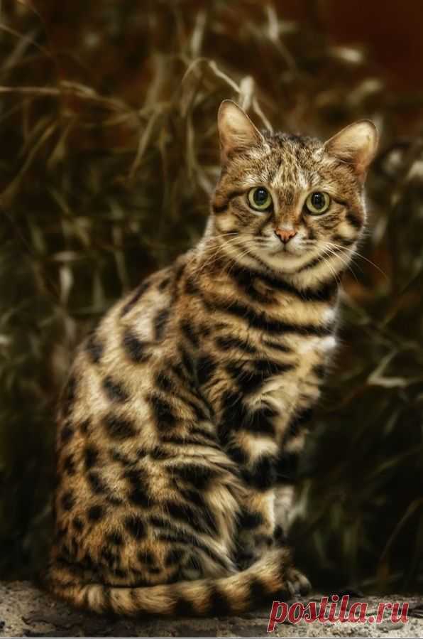 Great information about black footed cat... to see more click on picture