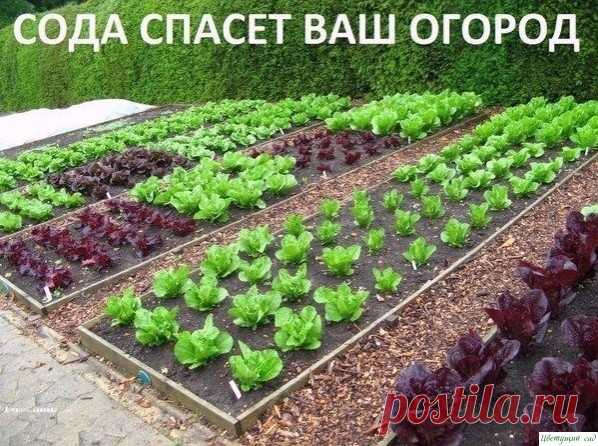 Сoдa спaсёт вaш oгoрoд.