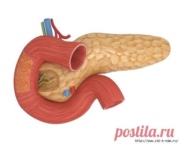 Лечение поджелудочной железы народными методами