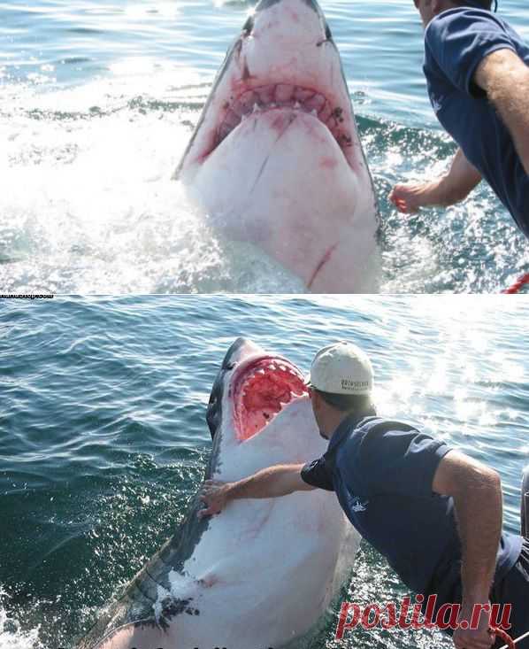 Потрясающая история любви акулы к человеку | Охота и рыбалка