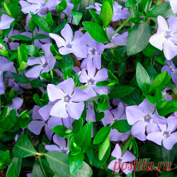 Многолетний садовый цветок Барвинок (Vinca). Семейство: кутровые (Apocynaceae)

Синонимы: винка

Многолетник со стелющимися побегами, на всем протяжении легко укореняющийся, вечнозеленый. Цветки пазушные лазурно-синие. В настоящее время выведены новые сорта с пестрыми листьями и крупными махровыми цветками белой, красной, фиолетовой окраски.

Основные виды.
Наиболее распространен б.малый (V.minor). Садовые формы: белоцветковая Alba, махровая Multiplex и пестролистная Aaureo-variegata.